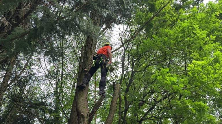 Professional Tree Removal in Emporium, PA